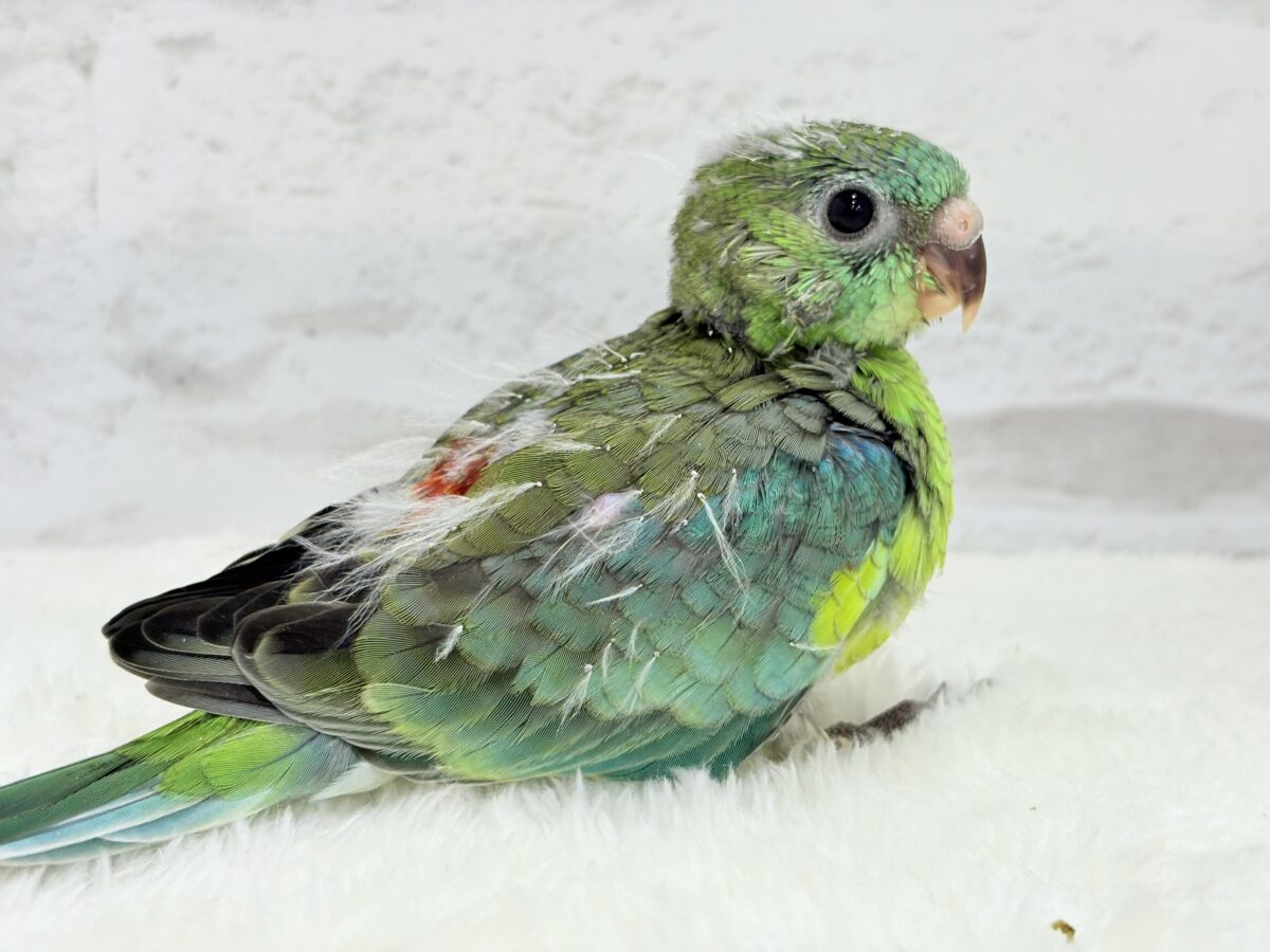 ビセイインコ（美声インコ）
