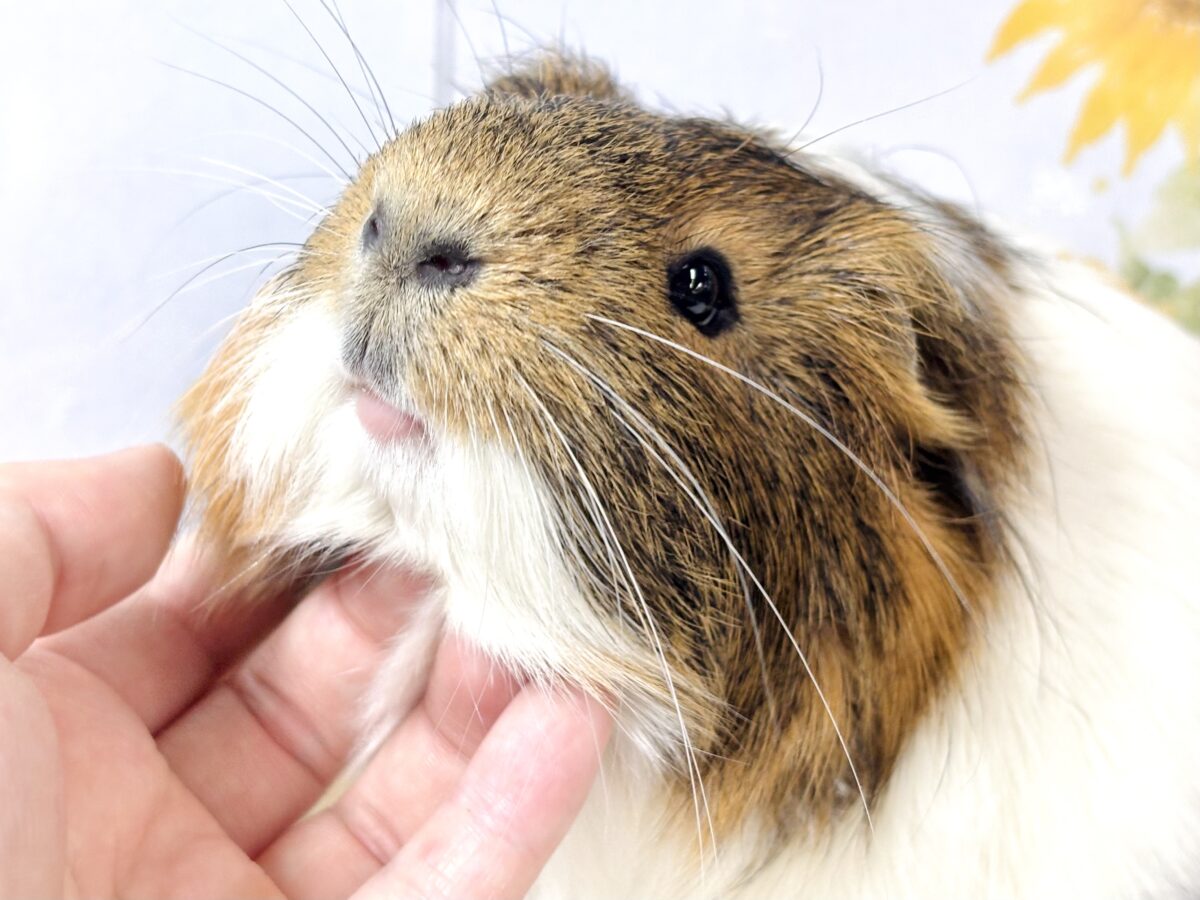 🐹✨ちょっぴり長めの毛が魅力♡イングリッシュモルモットの男の子(ミディアムヘア) イングリッシュモルモット