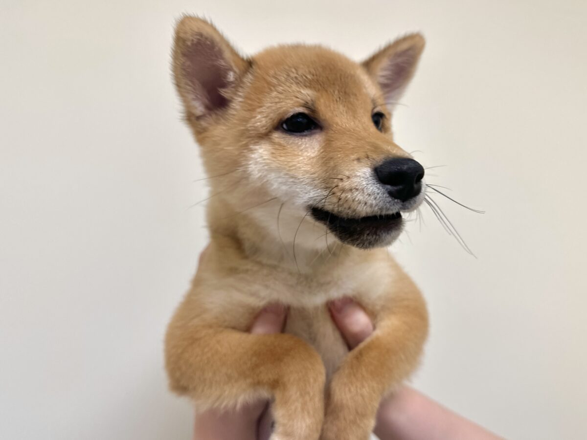 大人気♡豆柴の男の子がやってきた!🐕🩷 豆柴
