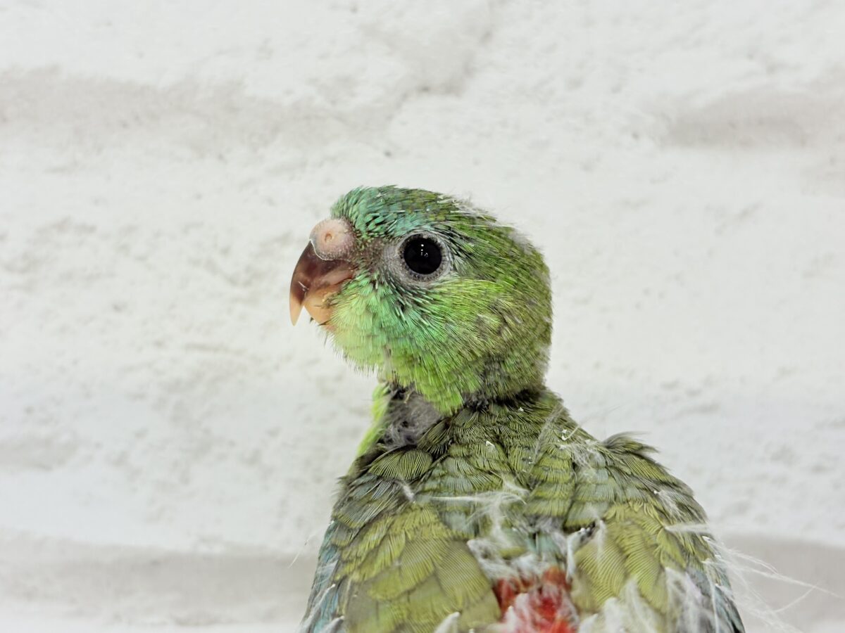 ビセイインコ（美声インコ）
