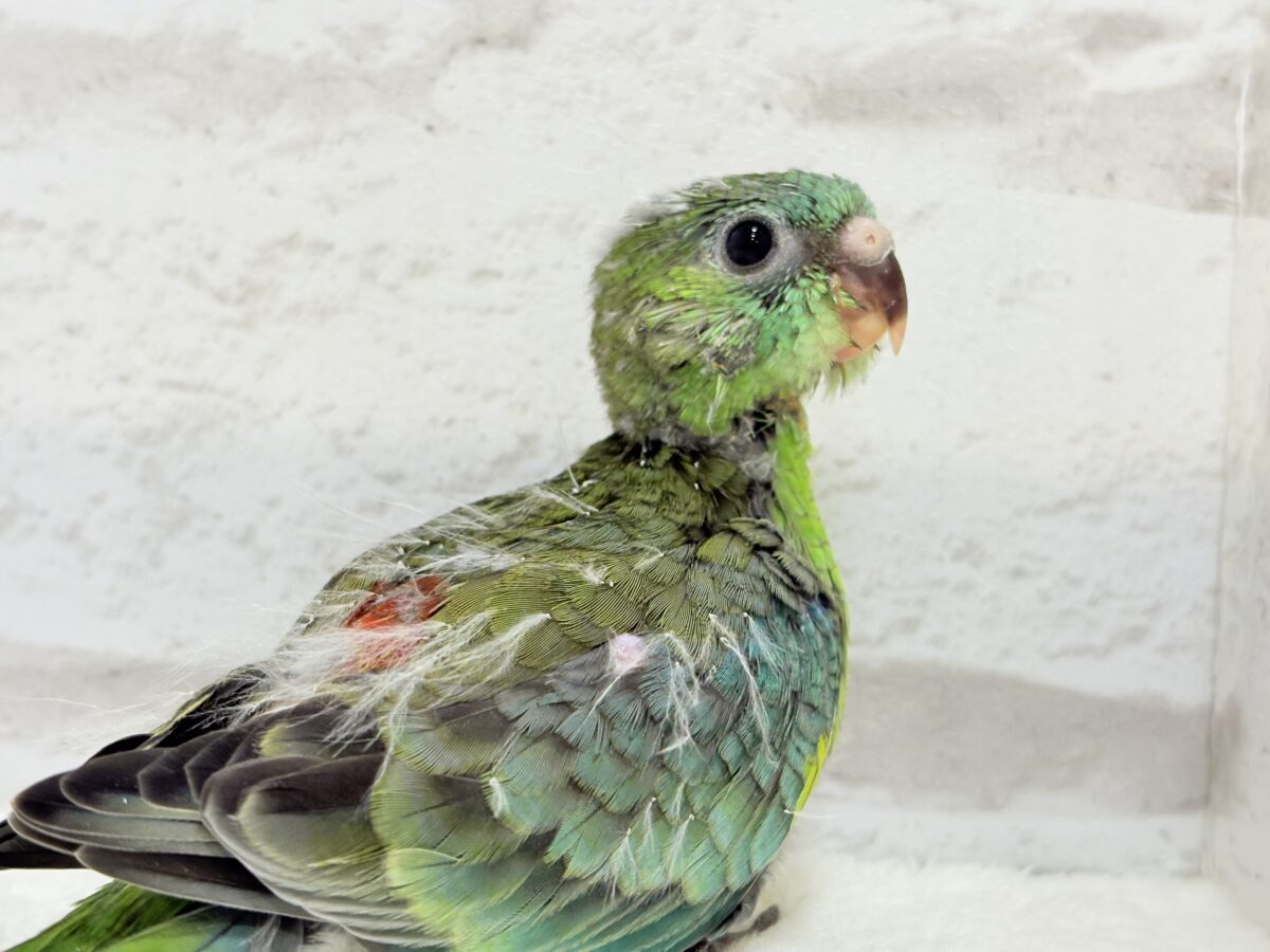 ビセイインコ（美声インコ）
