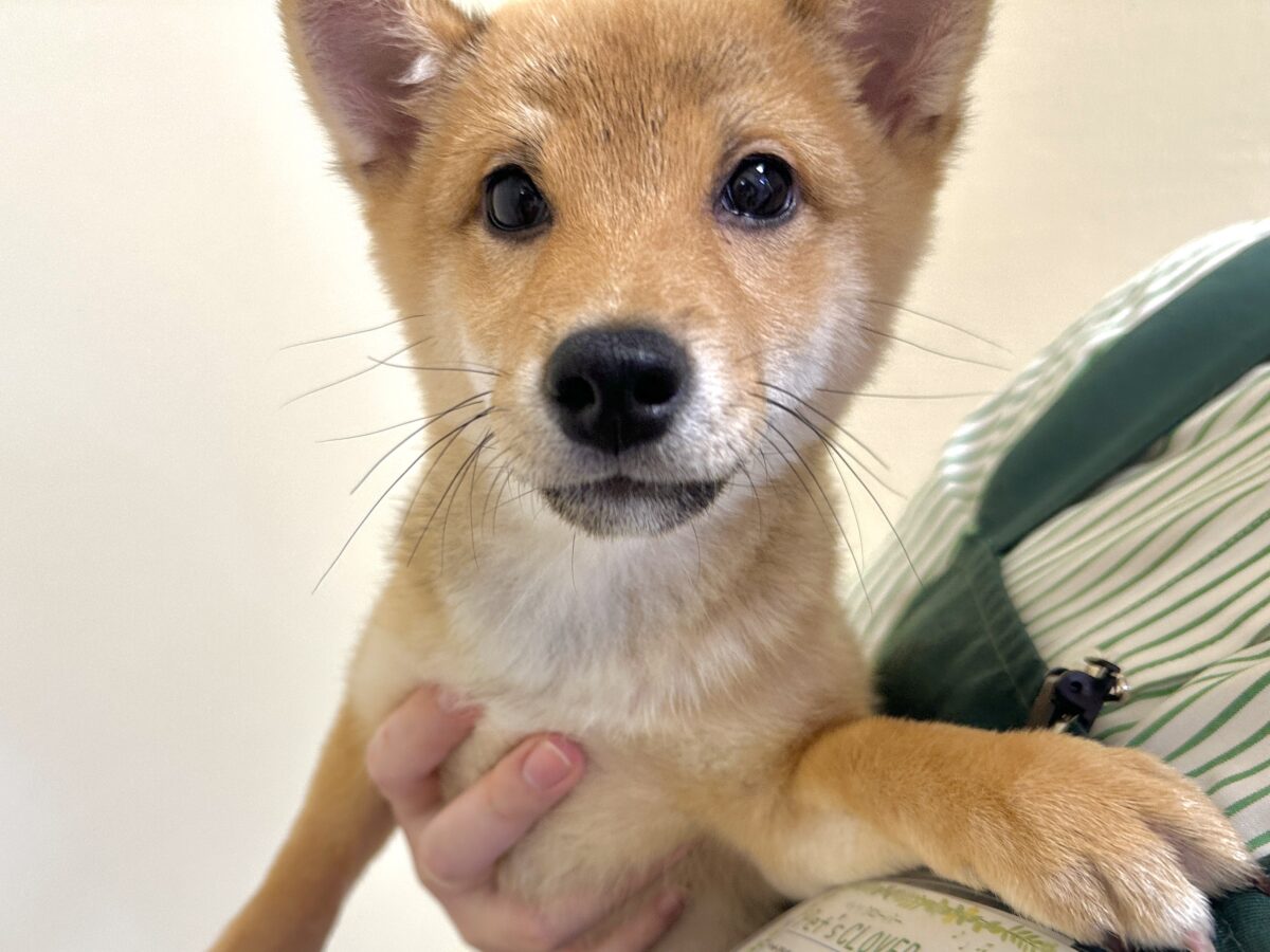 大人気♡豆柴の男の子がやってきた!🐕🩷 豆柴