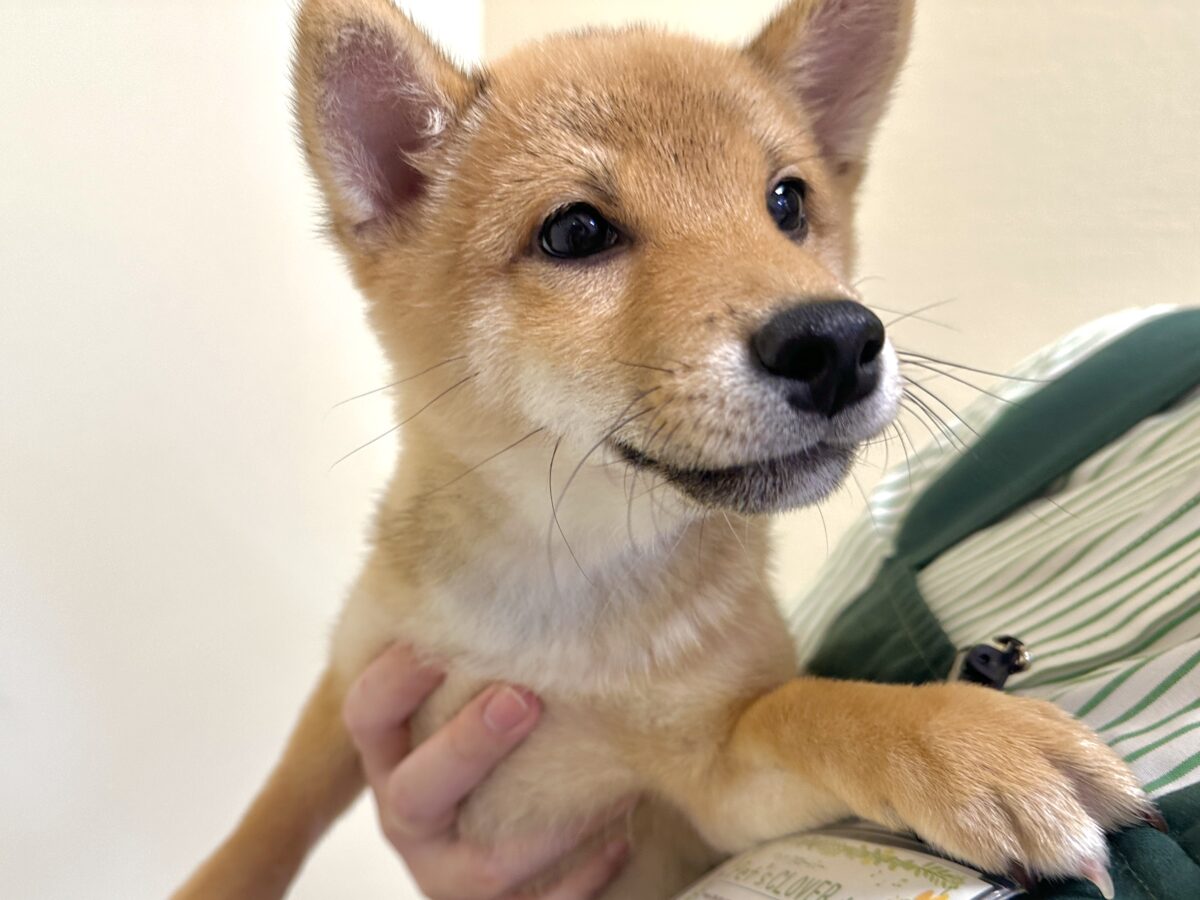 大人気♡豆柴の男の子がやってきた!🐕🩷 豆柴