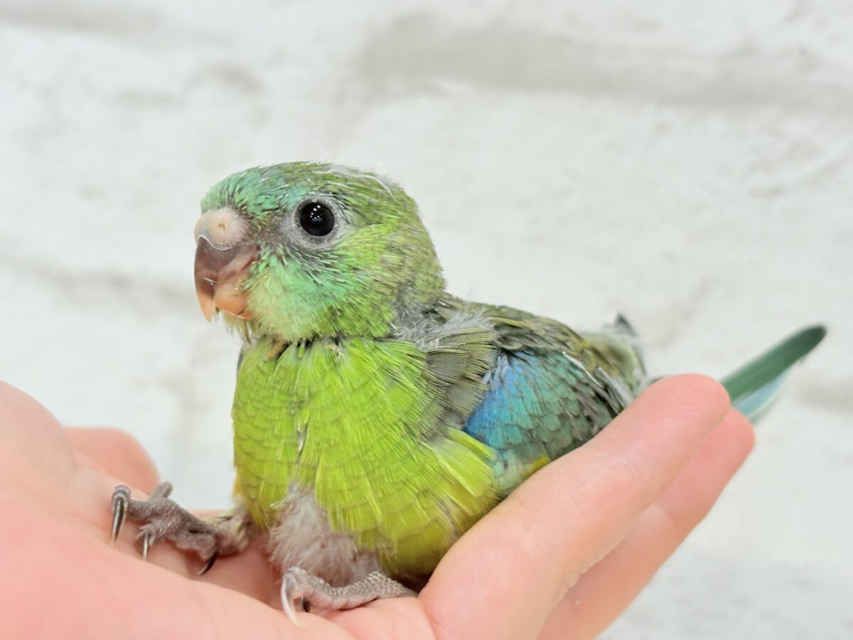 【最新画像更新🪄】美しの声を響かせて〜🐣♬*°ビセイインコ(オパーリン) ヒナ ビセイインコ(美声インコ)