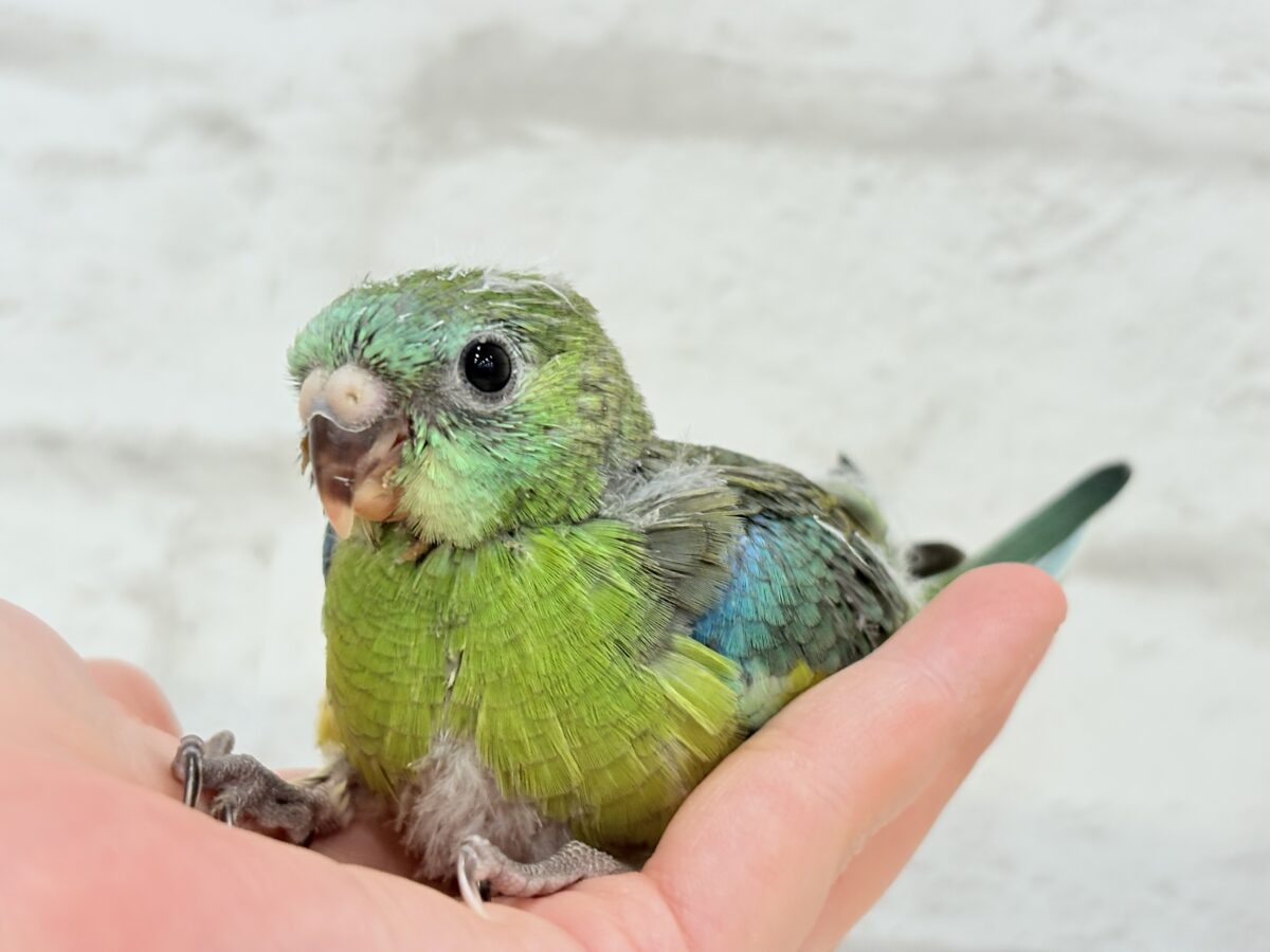 ビセイインコ（美声インコ）