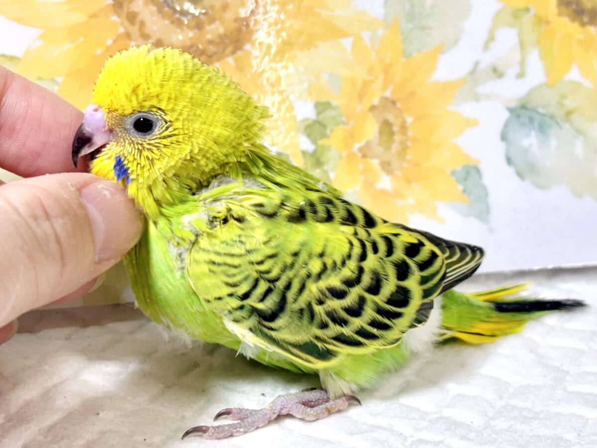 ✨🌱新緑キラキラ!グリーンオパーリンのひなちゃん💚✨ セキセイインコ