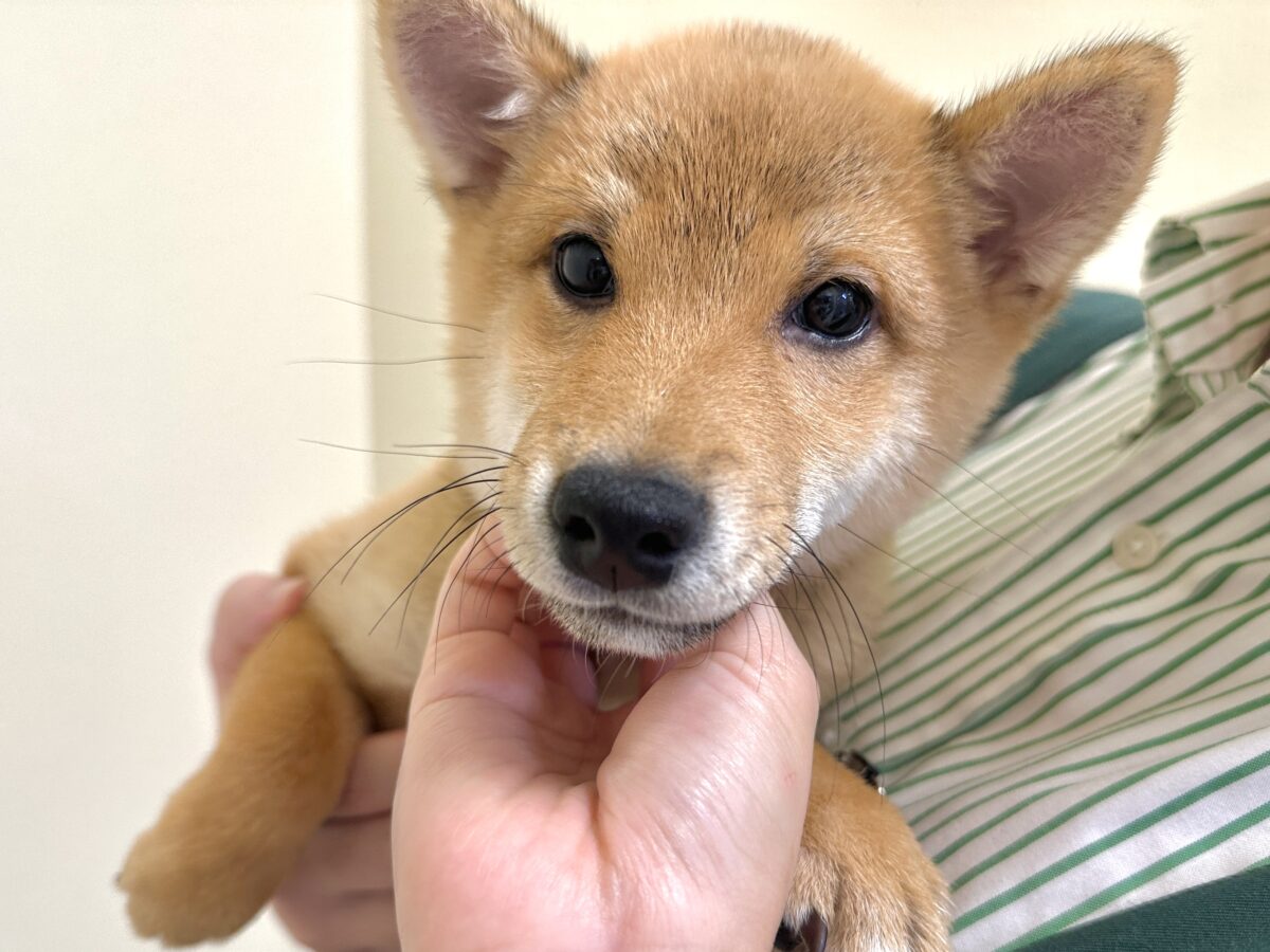 大人気♡豆柴の男の子がやってきた!🐕🩷 豆柴