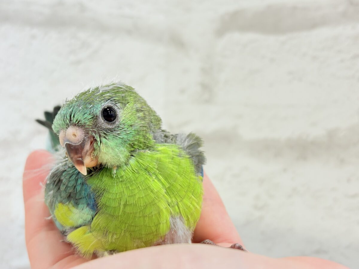 【最新画像更新🪄】美しの声を響かせて〜🐣♬*°ビセイインコ(オパーリン) ヒナ ビセイインコ(美声インコ)