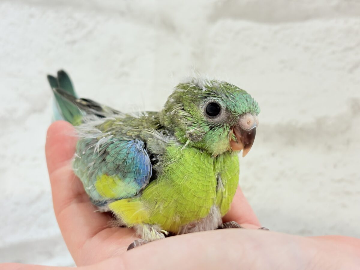 ビセイインコ（美声インコ）