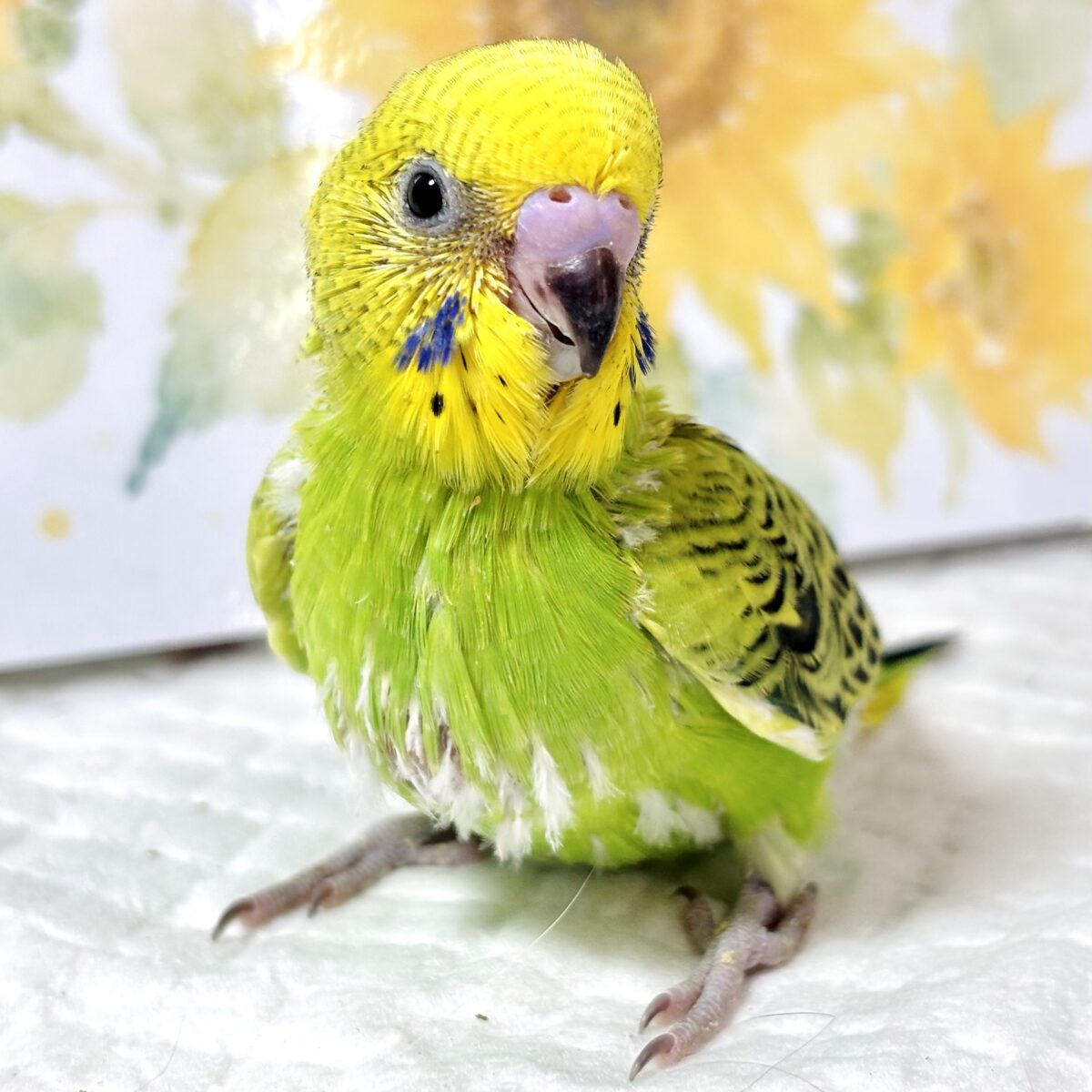 ✨🌱新緑キラキラ！グリーンオパーリンのひなちゃん💚✨