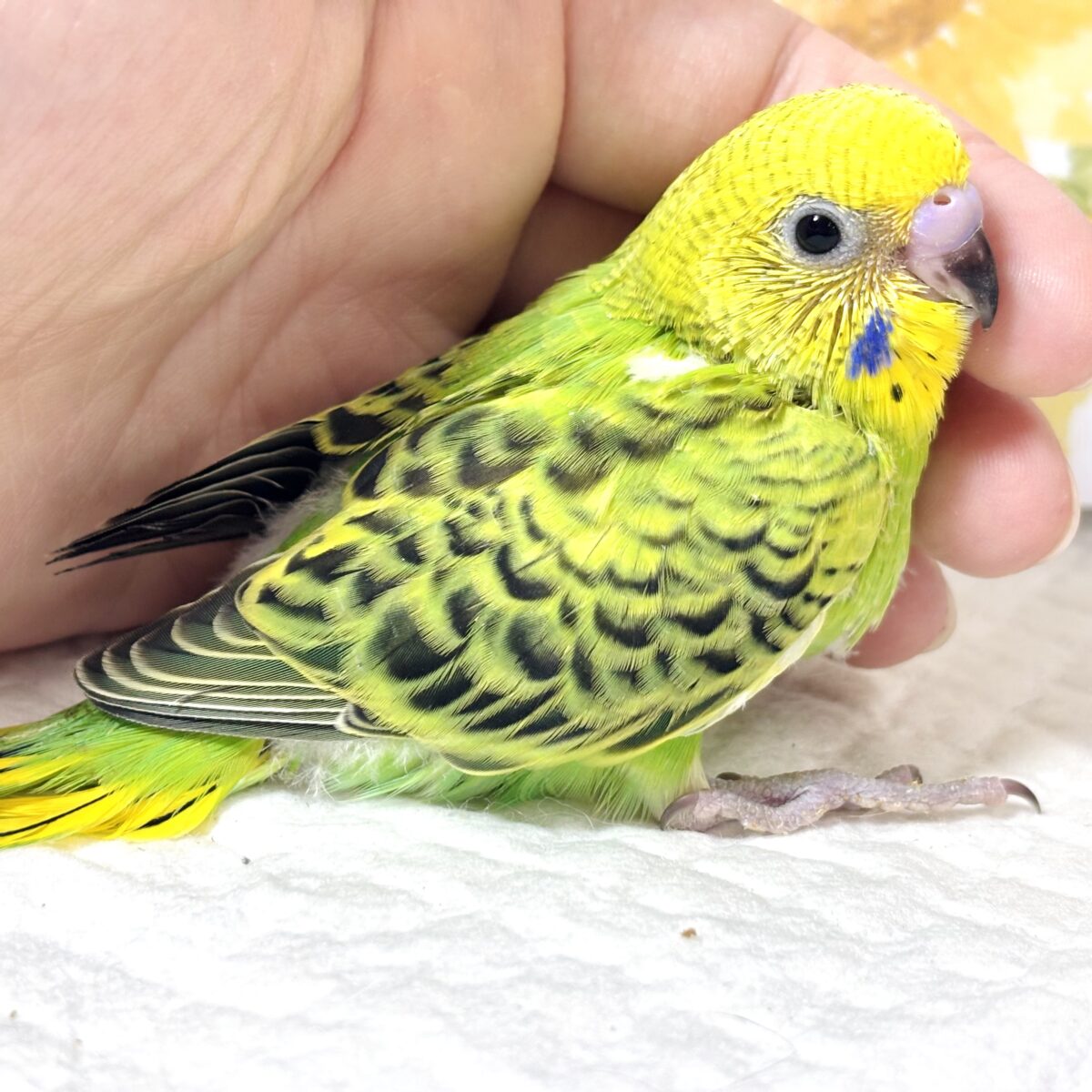 セキセイインコ