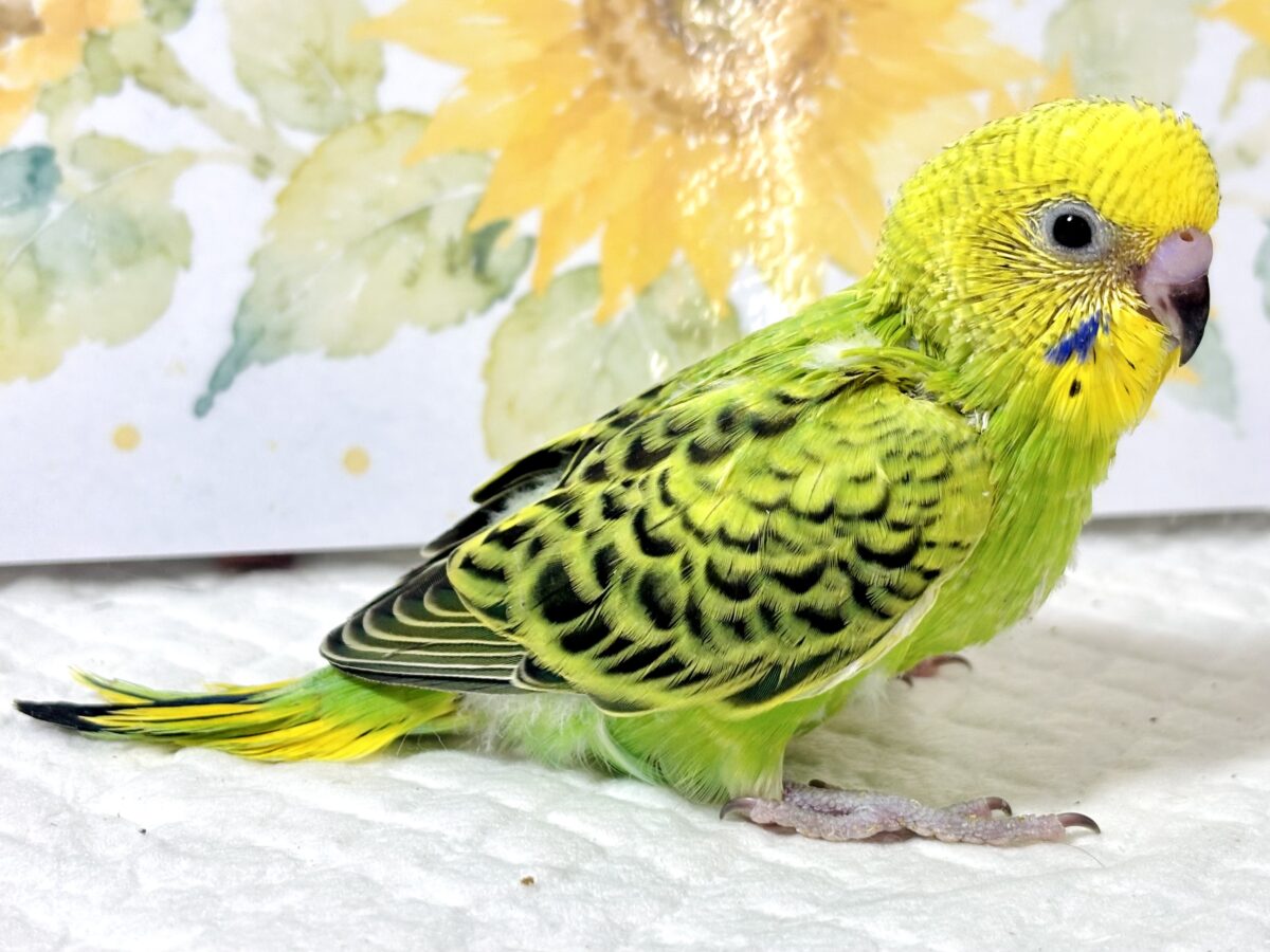 セキセイインコ