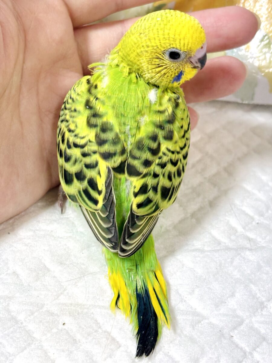セキセイインコ