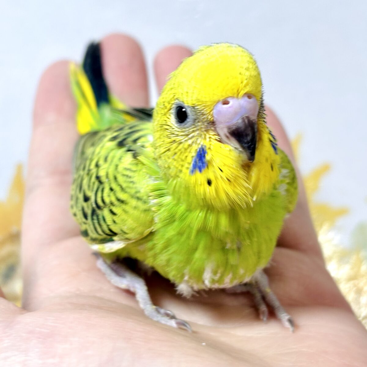 セキセイインコ