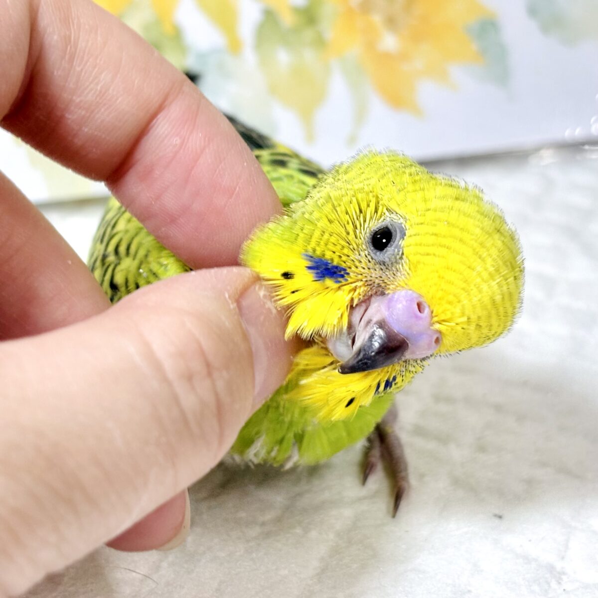 ✨🌱新緑キラキラ!グリーンオパーリンのひなちゃん💚✨ セキセイインコ