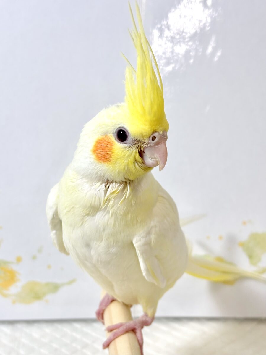 🌻 オカメインコ ルチノー ♡🐥💛 オカメインコ