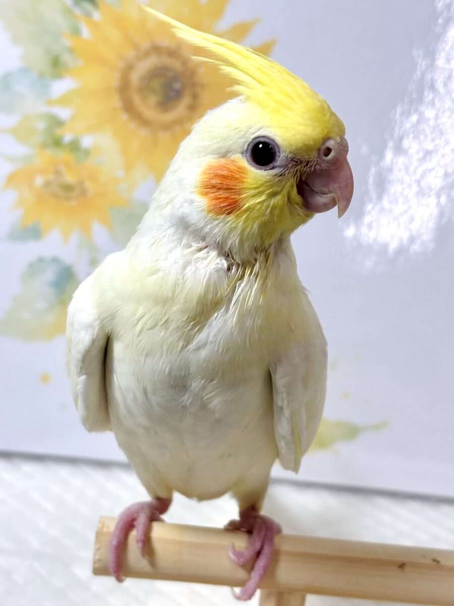 オカメインコ