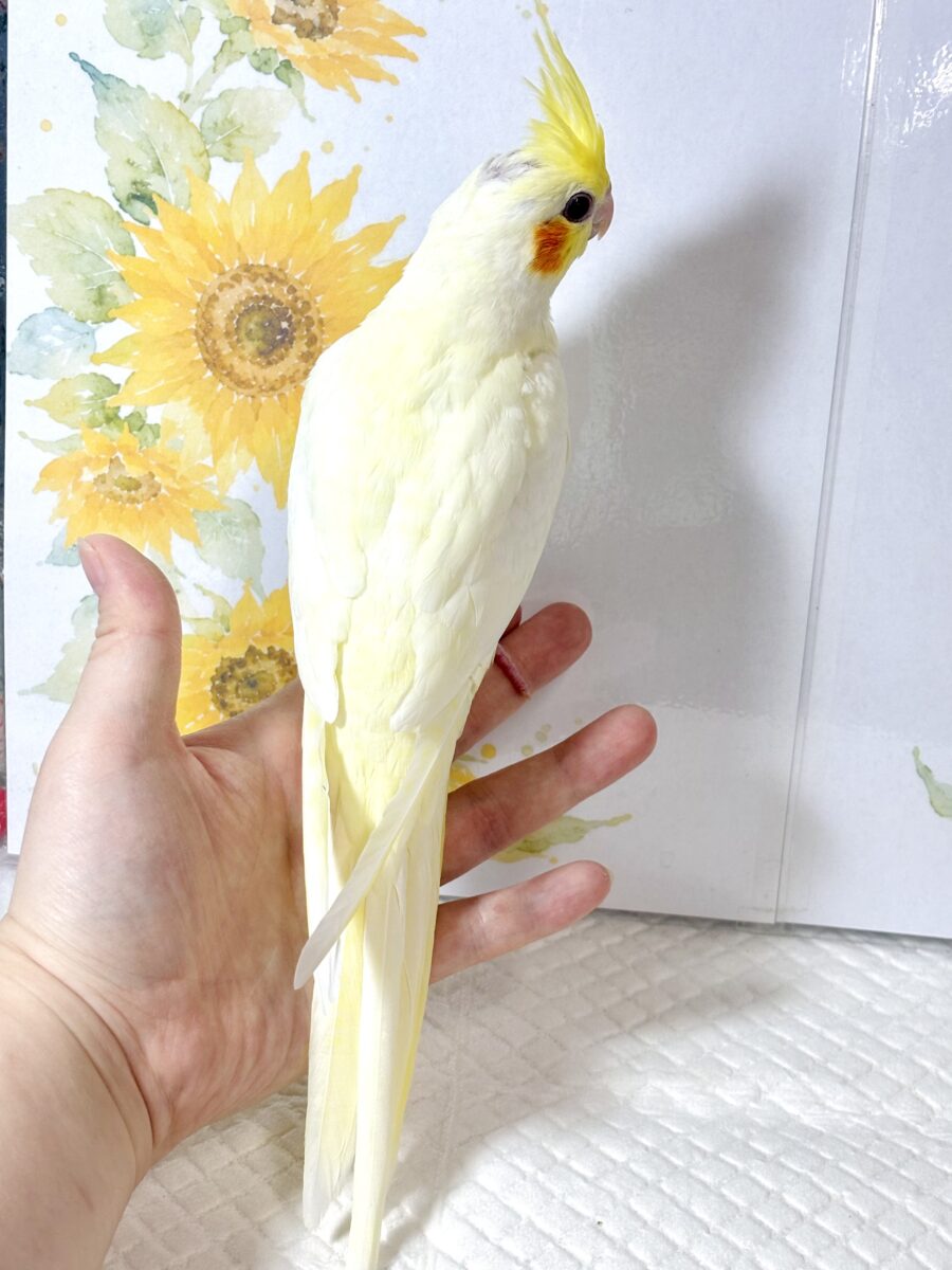 オカメインコ