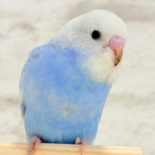 【最新画像更新🪄】インコ界のモデルさん🐣💖セキセイインコ(スパングル) ヒナ