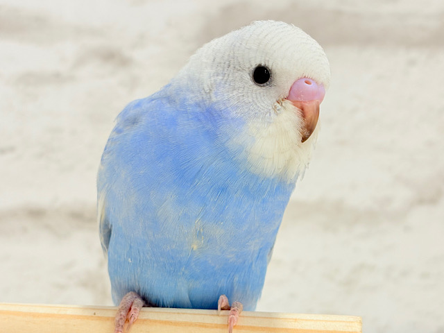 【最新画像更新🪄】インコ界のモデルさん🐣💖セキセイインコ(スパングル) ヒナ