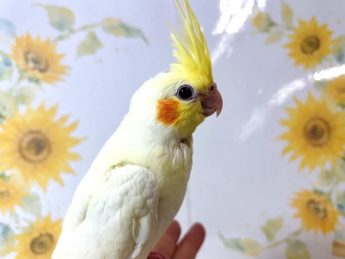 オカメインコ