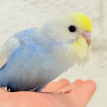 【最新画像更新🪄】青強め💙爽やかソーダ🐣🧊セキセイインコ(パステルレインボースパングル) ヒナ
