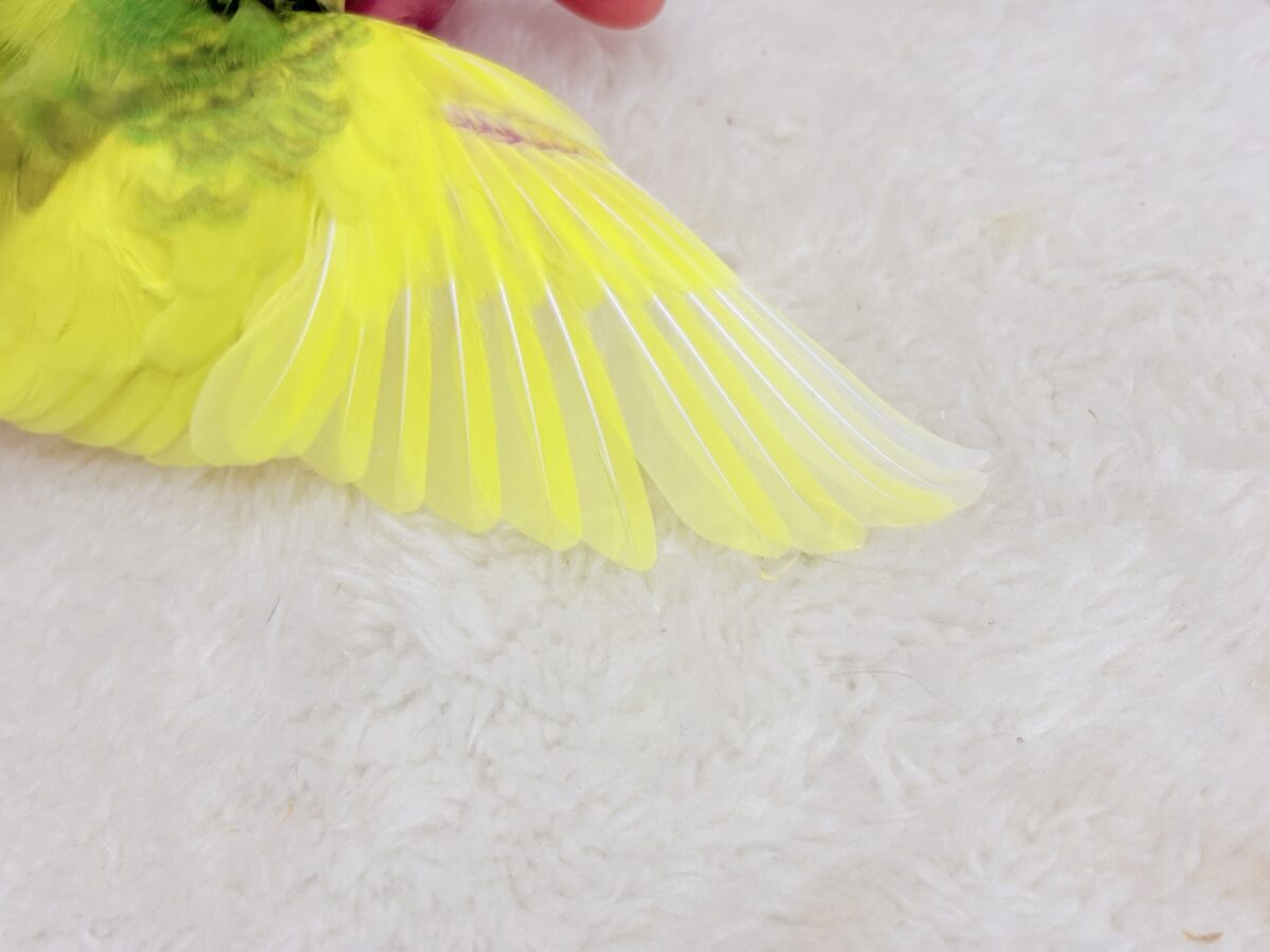 セキセイインコ