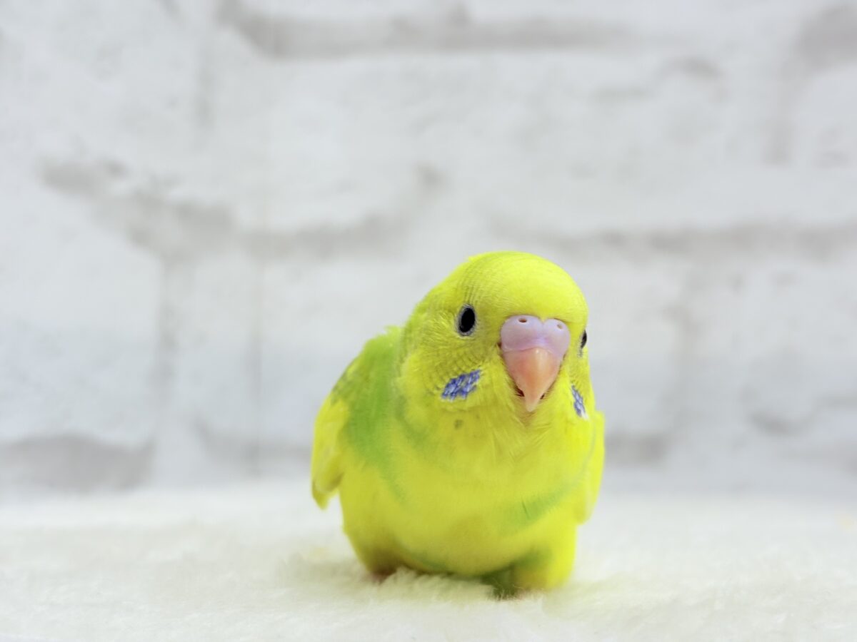 セキセイインコ