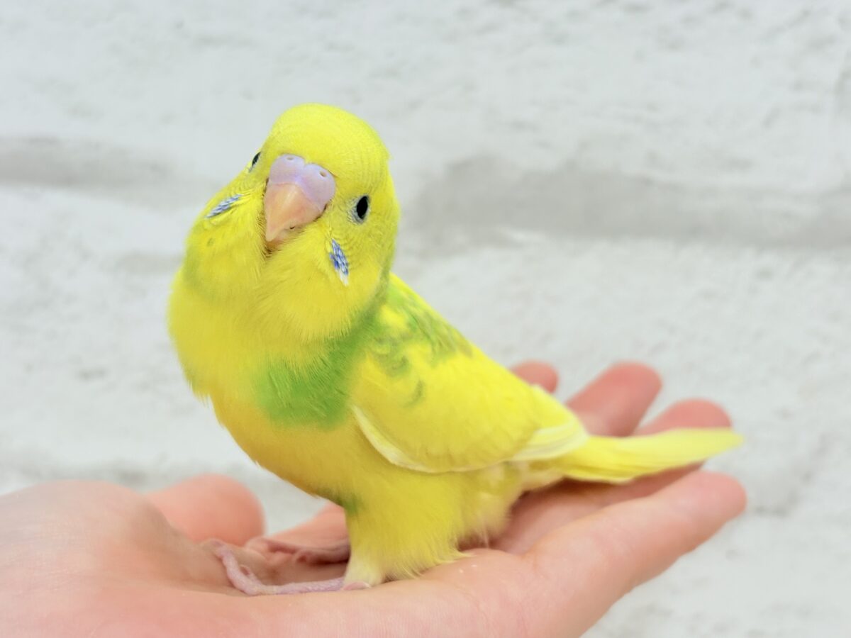 セキセイインコ