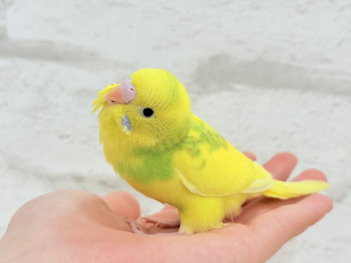 セキセイインコ