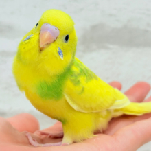 【最新画像更新🪄】青みが映えるカラーの子🐣🪻セキセイインコ(パイド) ヒナ