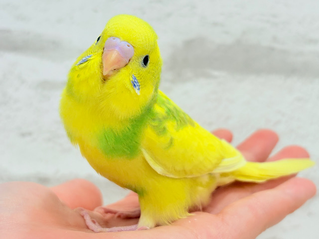 【最新画像更新🪄】青みが映えるカラーの子🐣🪻セキセイインコ(パイド) ヒナ