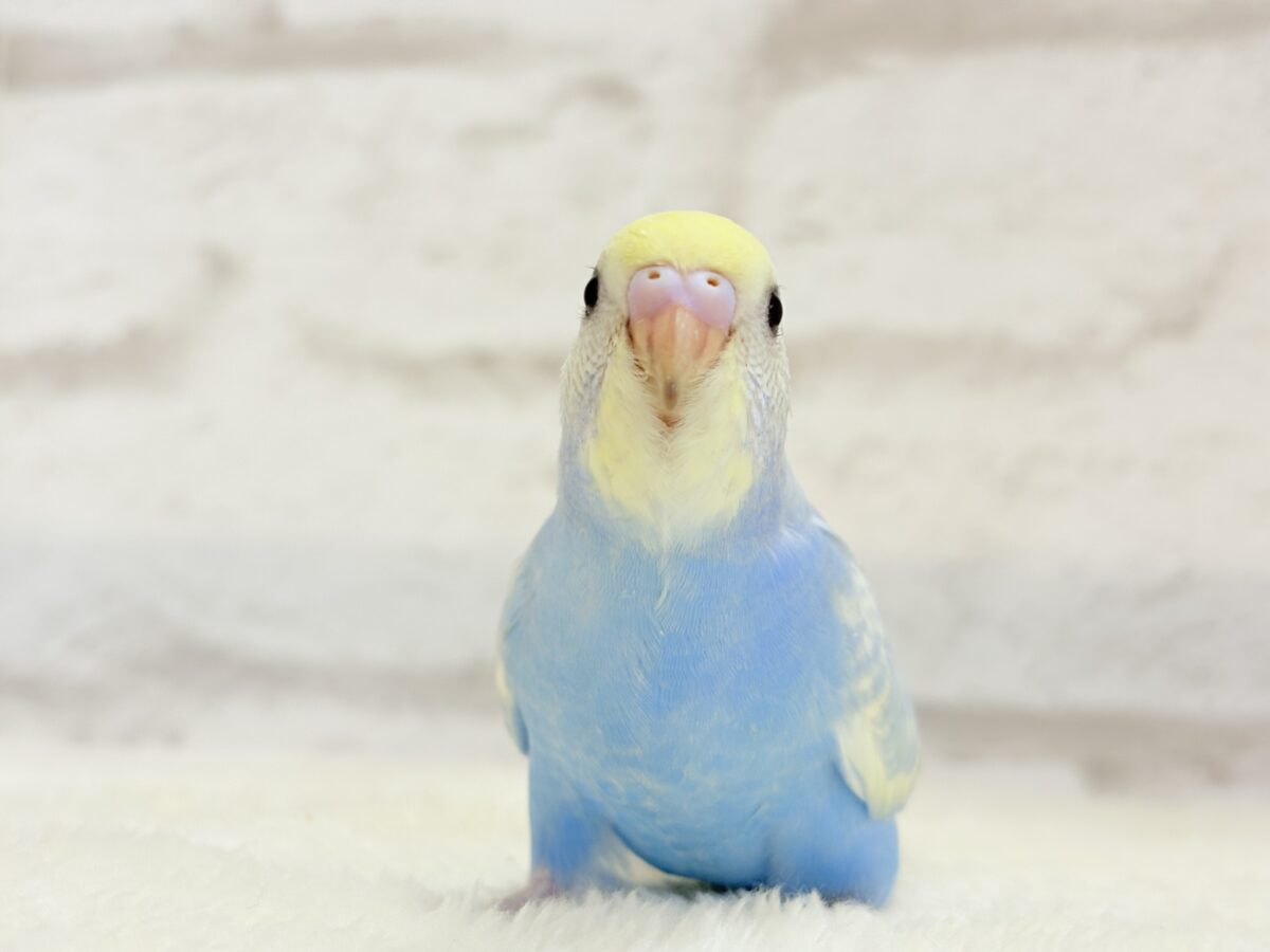 【最新画像更新🪄】表情豊かなヒナちゃんです🐣✿.*・セキセイインコ(パステルレインボースパングル) ヒナ セキセイインコ