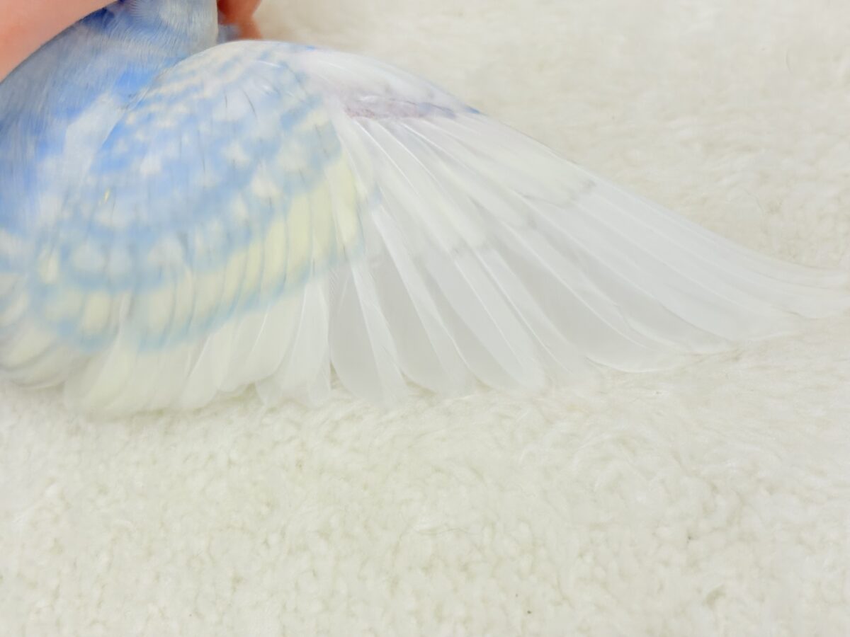 【最新画像更新🪄】表情豊かなヒナちゃんです🐣✿.*・セキセイインコ(パステルレインボースパングル) ヒナ セキセイインコ