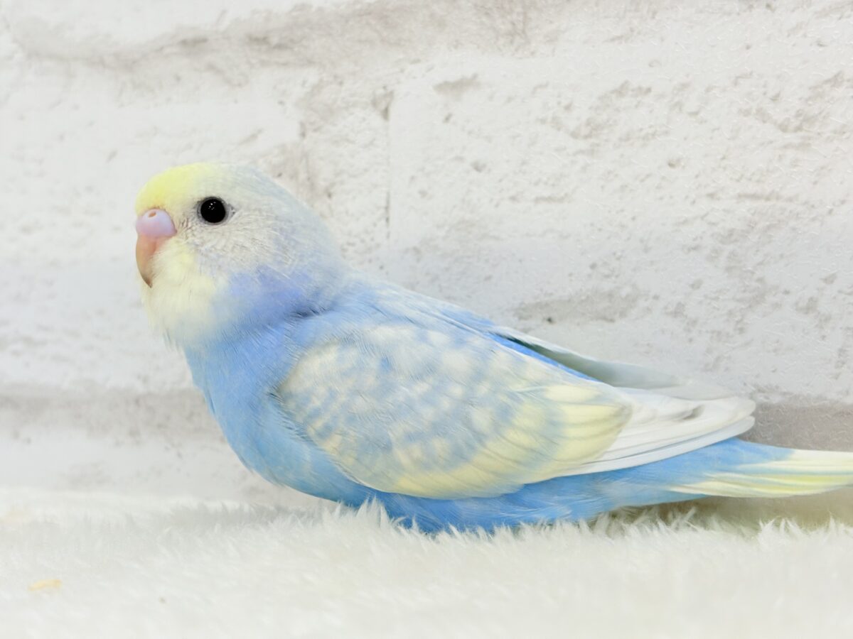 【最新画像更新🪄】表情豊かなヒナちゃんです🐣✿.*・セキセイインコ(パステルレインボースパングル) ヒナ セキセイインコ