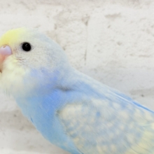 【最新画像更新🪄】表情豊かなヒナちゃんです🐣✿.*･セキセイインコ(パステルレインボースパングル) ヒナ