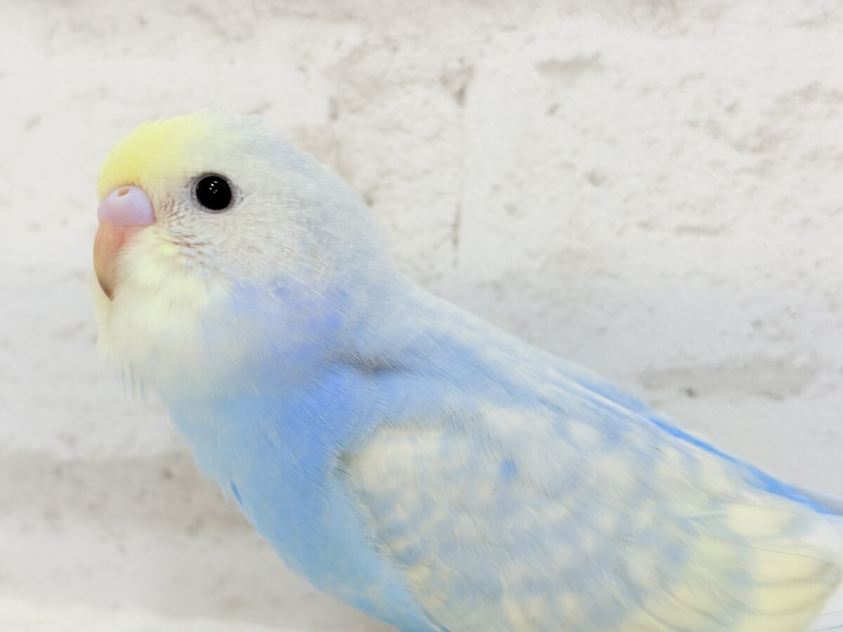 【最新画像更新🪄】表情豊かなヒナちゃんです🐣✿.*･セキセイインコ(パステルレインボースパングル) ヒナ