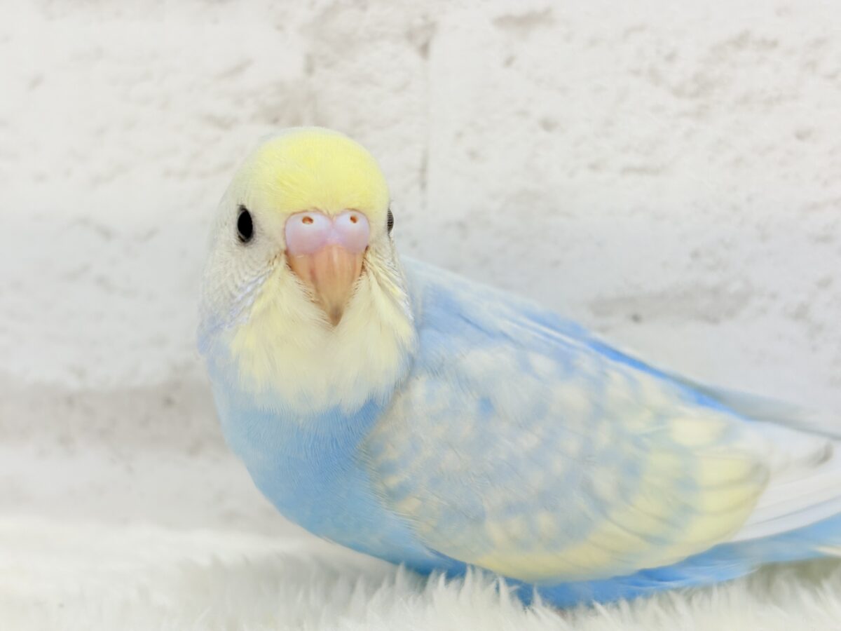 【最新画像更新🪄】表情豊かなヒナちゃんです🐣✿.*・セキセイインコ(パステルレインボースパングル) ヒナ セキセイインコ