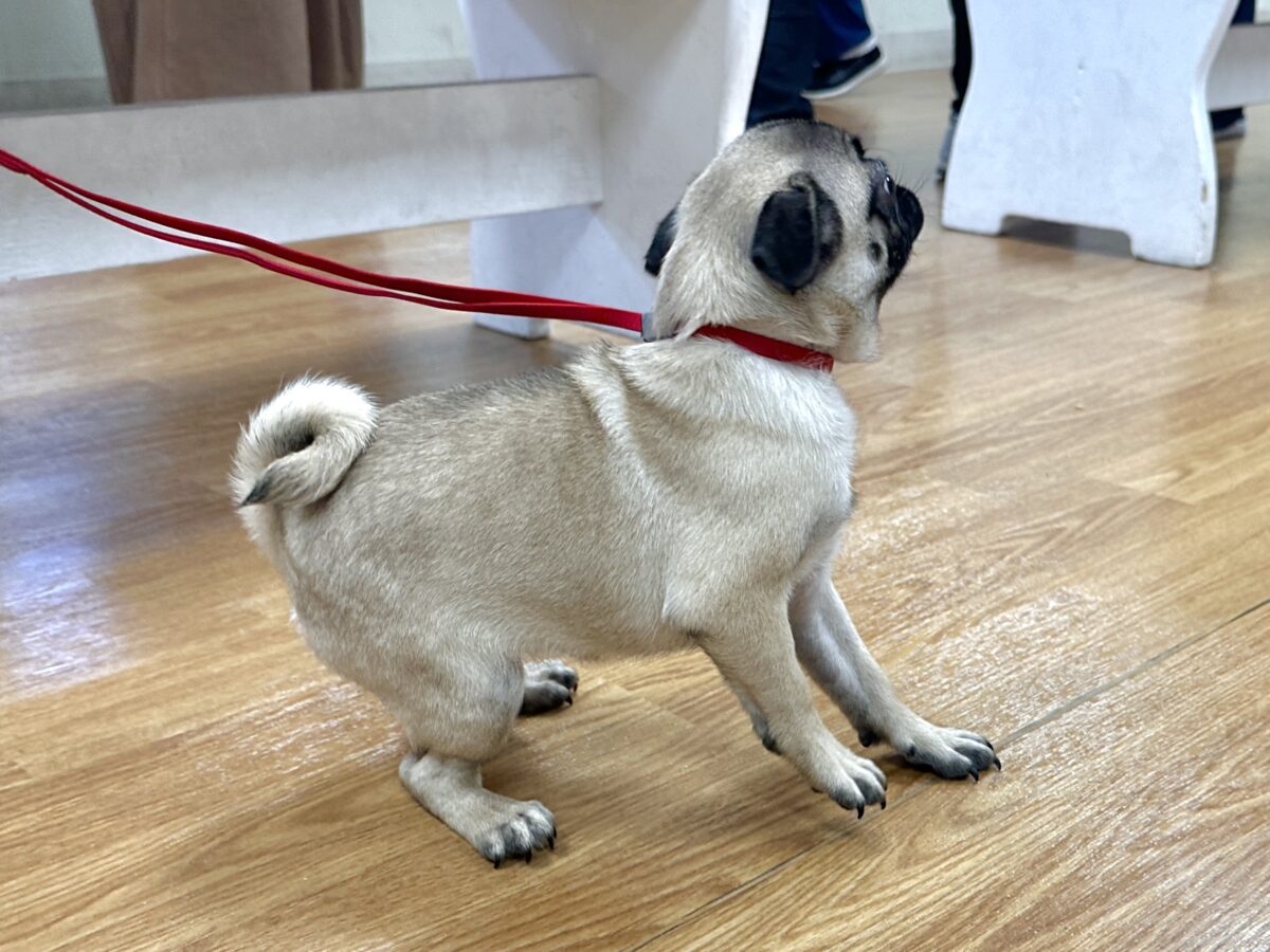 虜になること間違いなし🥺⭐️パグの女の子🐶 パグ