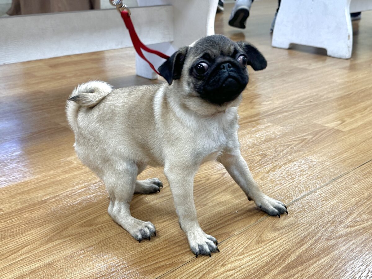 虜になること間違いなし🥺⭐️パグの女の子🐶 パグ
