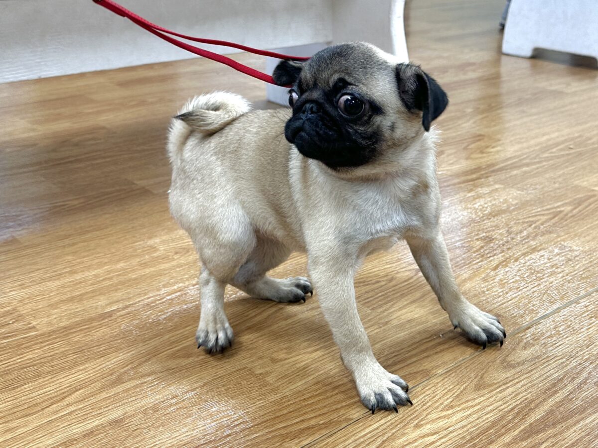 虜になること間違いなし🥺⭐️パグの女の子🐶 パグ