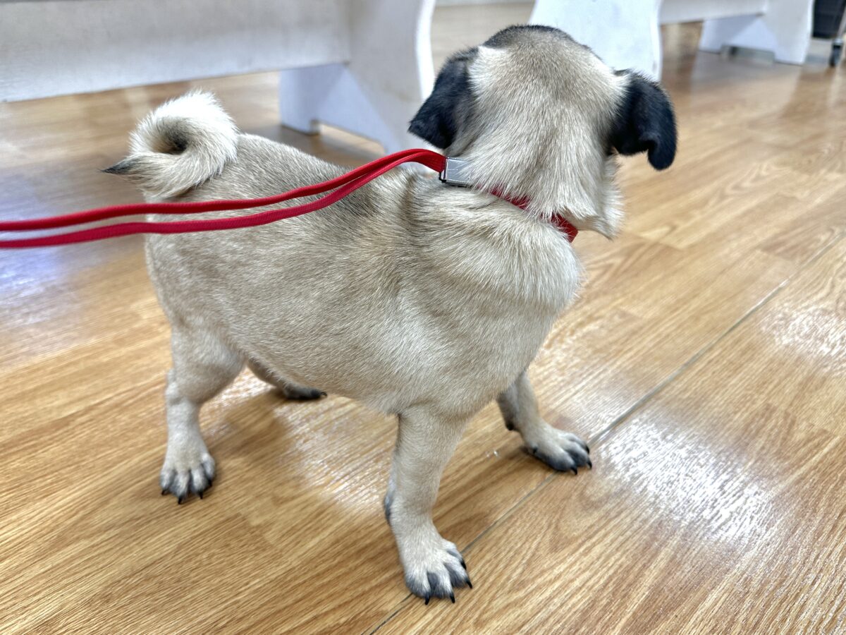虜になること間違いなし🥺⭐️パグの女の子🐶 パグ