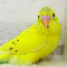 【最新画像更新🪄】のりのりたまたまのりたまちゃん🐣💛セキセイインコ(黄色ハルクイン) ヒナ