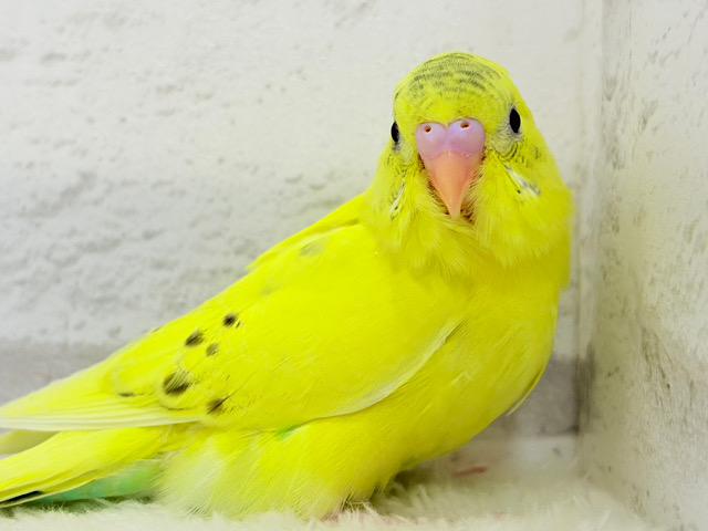 【最新画像更新🪄】のりのりたまたまのりたまちゃん🐣💛セキセイインコ(黄色ハルクイン) ヒナ