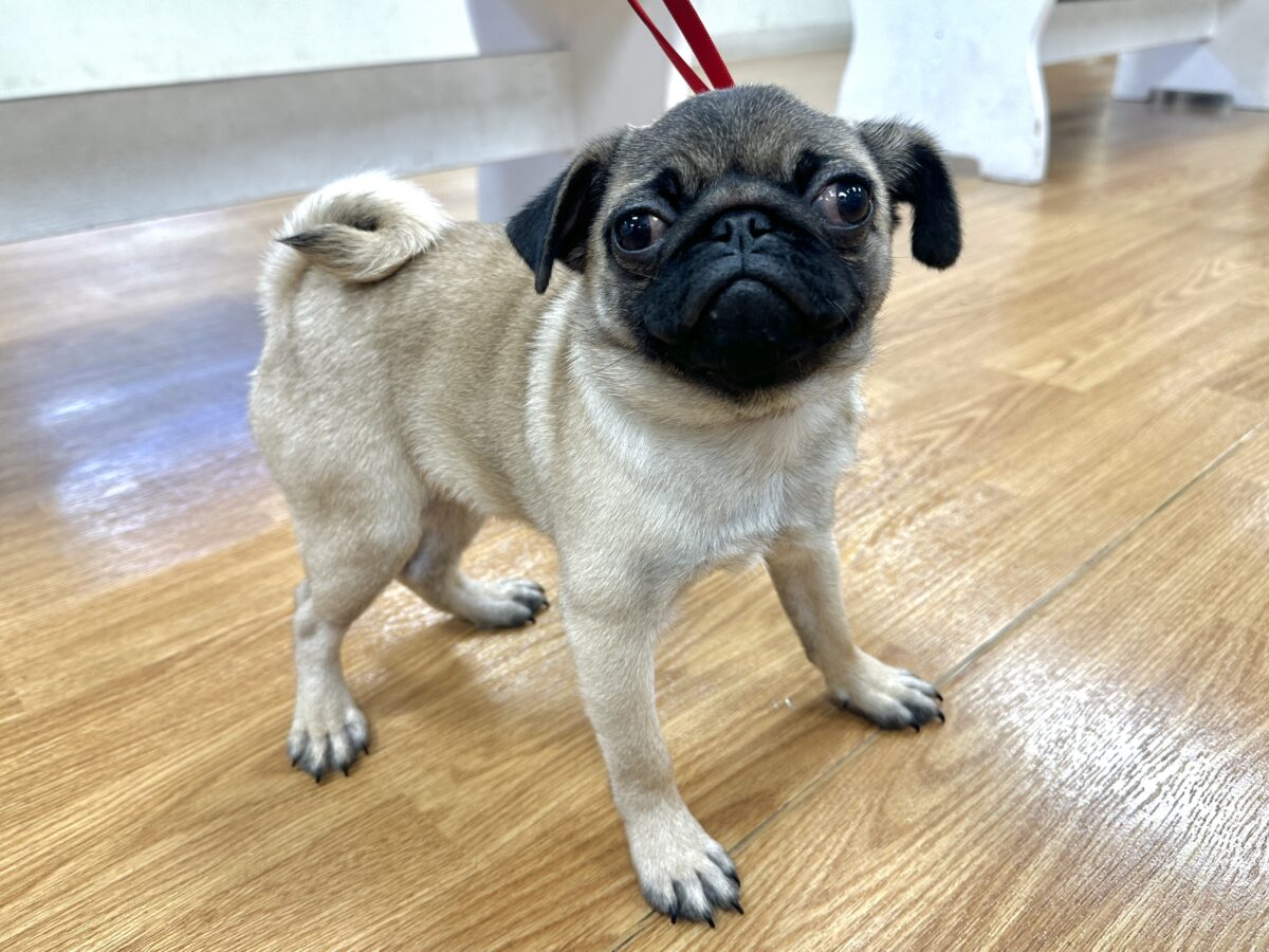 虜になること間違いなし🥺⭐️パグの女の子🐶 パグ