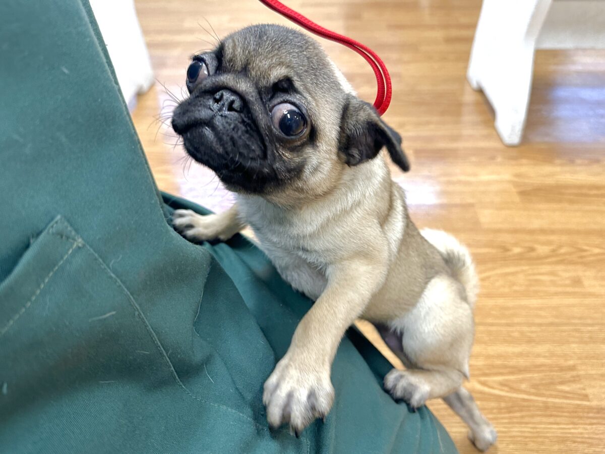 虜になること間違いなし🥺⭐️パグの女の子🐶 パグ