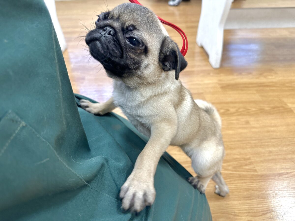 虜になること間違いなし🥺⭐️パグの女の子🐶 パグ