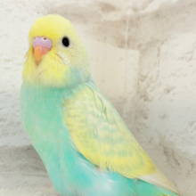 【最新画像更新🪄】ポップでキュートなメロンクリーム🍈🍨セキセイインコ(パステルカラーレインボー) ヒナ