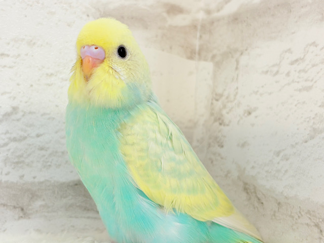 【最新画像更新🪄】ポップでキュートなメロンクリーム🍈🍨セキセイインコ(パステルカラーレインボー) ヒナ