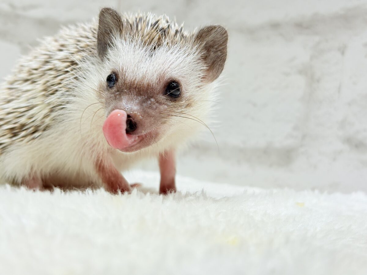 針の立て方忘れちゃった🦔💖ハリネズミ(パイド) 女の子 ハリネズミ(ヨツユビハリネズミ)